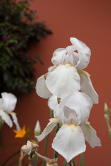 Beautiful white iris flowers used as ornamental plants in a Mexican garden