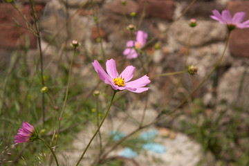 Beautiful wild flower whit seven petals, has lilac  color and dresses Mexican rural fields