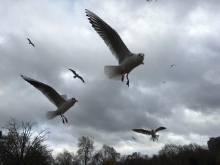 Möwe