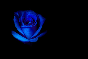 blue rose on black background