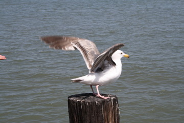 möwe