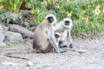 Monkey outside temple, India