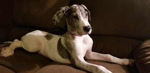 dog lying on sofa