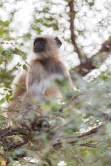 Monkey outside temple, India