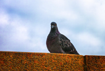 Pigeon sitting on the stone