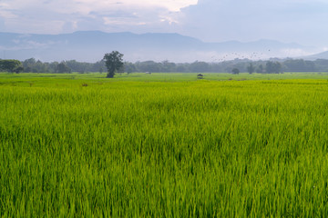 Obraz premium Rice field with forest and mountain background in the morning. Feel relax and refreshing.