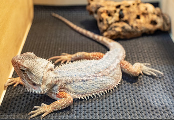 close up of a grey iguana in a cage