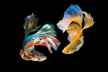 The moving moment beautiful of green and yellow siamese betta fish or half moon betta splendens fighting fish in thailand on black background. Thailand called Pla-kad or dumbo big ear fish.