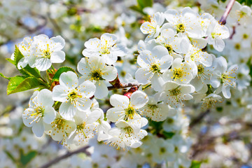 Background of cherry flowers on a clear sunny day_