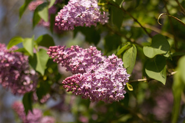 pink lilac blooming in the garden