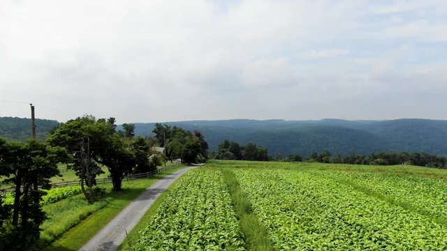 Aerial high angle dropdown into Amish tobacco cash crop.Concept: farming, Amish lifestyle, traditional, Idyllic, scenery