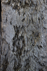 Wood texture - Image