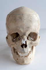 Obraz premium Human skull full face on light gray background. Close up.
