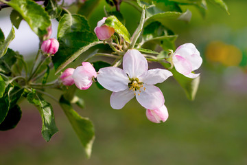 Apple flowers in sunny weather. Apple blossom_