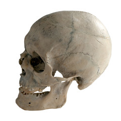 Fototapeta premium Human skull in profile. Isolated on white.