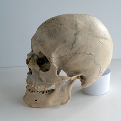 Human skull full face on light gray background. Close up.