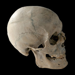 Human skull in profile. Isolated on black.