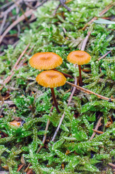 group of small psilocybe mushrooms, growing in the forest among moss
