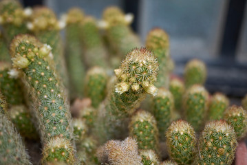 Mammillaria elongata 