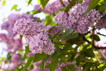 Obraz premium purple lilac blooming in the garden