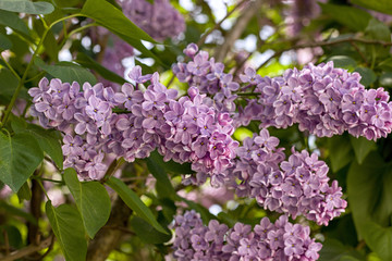 purple lilac blooming in the garden