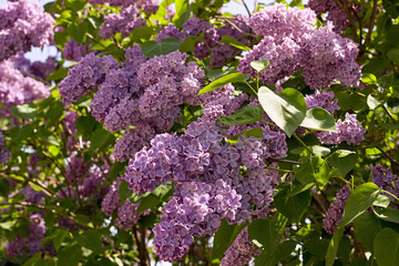 purple lilac blooming in the garden