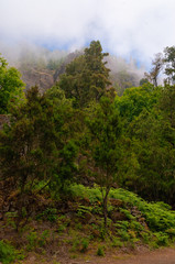 Wald Landschaft in den Bergen