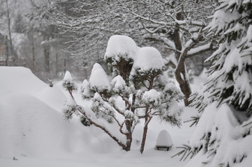 pine tree in the snow, winter