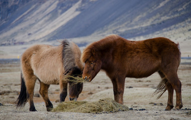 Funny plush Icelandic horses on the farm in the mountains of Iceland eating sear yellow grass