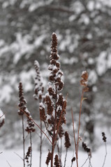 the plant in the winter in the snow