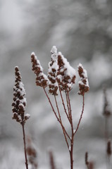 the plant in the winter in the snow