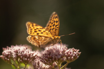 Isolated butterfly sitting on a flower. Typical springtime scene. Warm afternoon, vivid colors, delicate and beautiful nature.