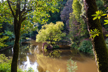 Insel mit Baum im Park