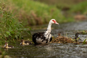 Duck and little ones on a river. Wildlife spring scene. Fresh green grass, cold water. Family of birds.