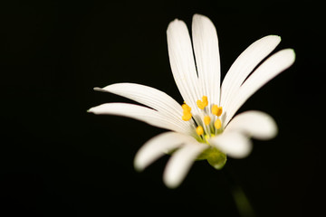 Isolated springtime white flower. Beautiful, fresh and delicate. Amazing natural creation.