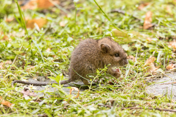 wild baby rat or mouse on garden lawn