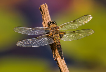 close-up of large dragonfly sitting on a straw