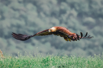 Fototapeta na wymiar golden eagle 