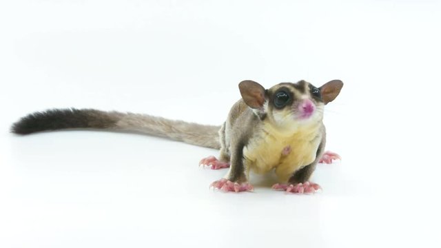 Full body view of a sugar glider opossum looks up and then walks off screen as if it was told something important and had to hurry off, while isolated on a white studio background
