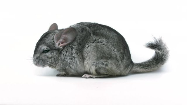 Wide full body side view of a cute grey chinchilla isolated on a white studio background