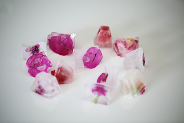 Frozen ice cubes with bright fuchsia leaves, petals anf flowers