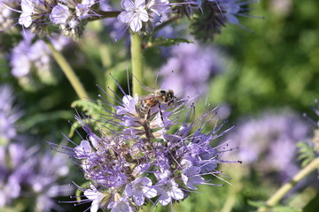 Abeilles sur fleurs de phacélie