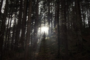 Fototapeta premium misty forest in fog