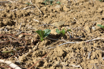 colza assicié à de lafeverole