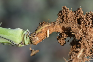 Asticot de mouche du chou sur colza