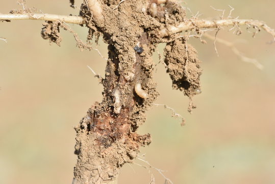 Asticot de mouche du chou sur colza
