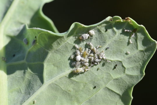 Pucerons cendr&eacute;s sur colza 