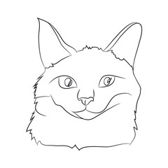 cat portrait, lines, vector,