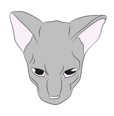 cat portrait, vector, white background