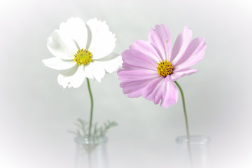 weiße und pinke  Cosmea Blumen vor weißem Hintergrund 
